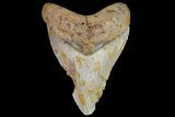 Bargain, Megalodon Tooth - North Carolina #83898-1